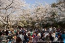 O Hanami : Sakura et fleurs de cerisier avec Go ! Go ! Nihon à Tokyo