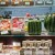 La pastèque carrée au Japon : un fruit sous toutes ses formes