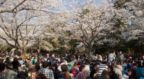 O Hanami : Sakura et fleurs de cerisier à Tokyo – bis repetita