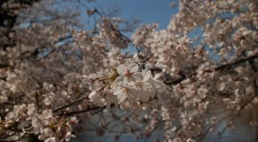 O Hanami: Sakura et fleur de cerisier à Yoyogi Koen