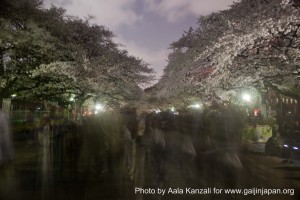 sakura & hanami by night, sakura et hanami de nuit