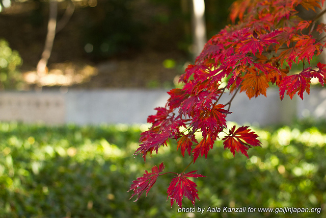 Plateau Momiji Japon - Ronde 22 Cm - Feuilles D'érable Kōyō (Neuf)