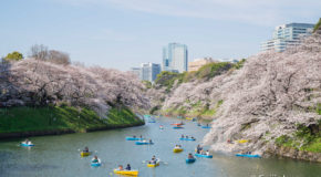 Sakura et Hanami: spots et conseils pour les cerisiers en fleurs au Japon