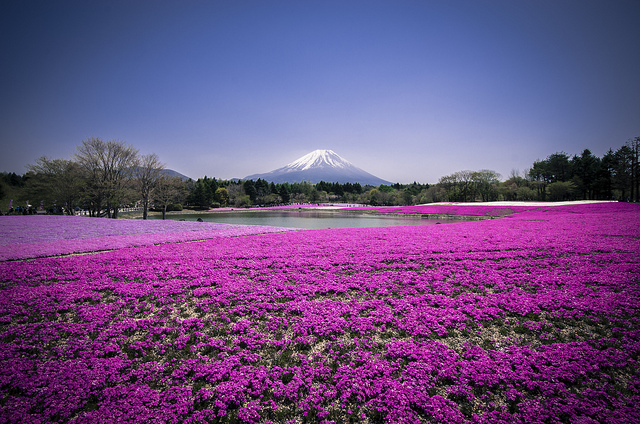 Shibazakura - Mont Fuji - photo par Andreas Jensen sur Flickr