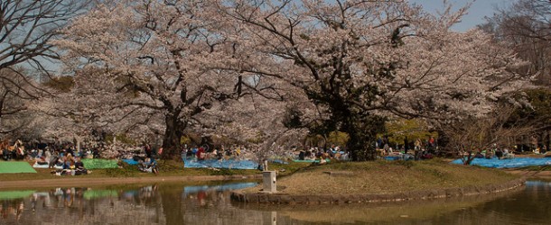 Parc Yoyogi à Tokyo, le parc où sortir