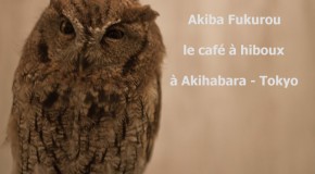 Akiba Fukurou – hibou café à Akihabara, Tokyo