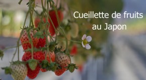 Cueillette de fruits au Japon, une expérience sympa