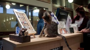 Neko Kissa, café à chats au Japon