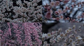 Ume Matsuri, la fleur de prunier du Japon et sa floraison