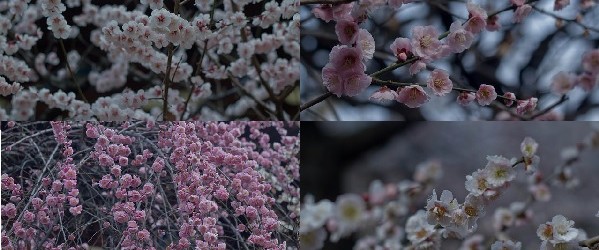 Ume Matsuri, la fleur de prunier du Japon et sa floraison