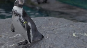 Zoo Asahiyama, le plus célèbre du Japon, le plus au Nord