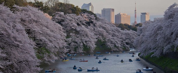 Chidorigafuchi à Tokyo, des sakura dans les douves