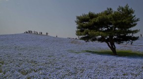 Hitachi Seaside Park et ses fleurs bleues par millions