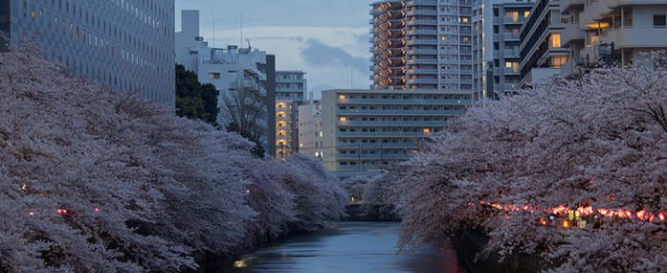 Meguro Gawa, Sakura de jour, Sakura de nuit