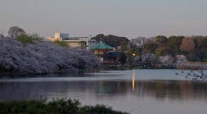 Parc Ueno à Tokyo, le parc du quartier populaire