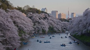 Mes Sakura 2015 en photos