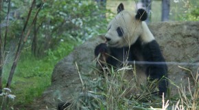 Zoo de Ueno, entre pandas et autres animaux