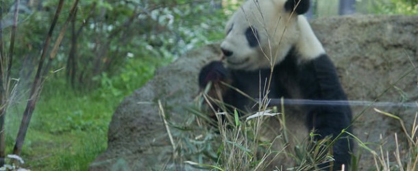 Zoo de Ueno, entre pandas et autres animaux