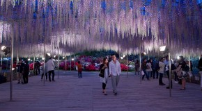 Ashikaga flower park, le magnifique parc aux glycines à Tochigi