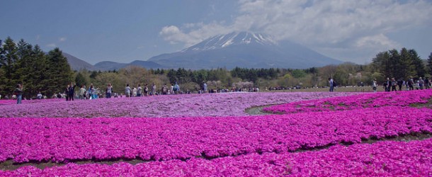 Fuji Shibazakura Matsuri, parterre de fleurs de toute beauté
