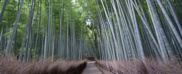 Bambouseraie d’Arashiyama, la forêt de bambous de Kyoto