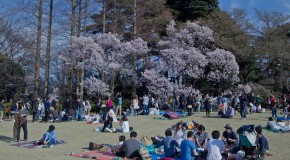 O Hanami, la fête sous les cerisiers au Japon