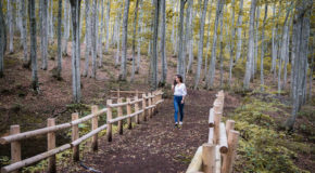 Bijin Bayashi, la forêt des belles filles à Tokamachi
